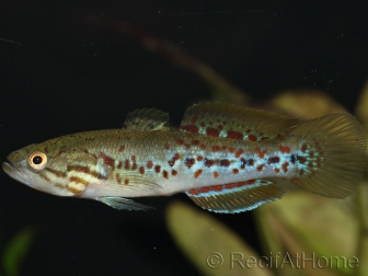 Mogurnda adspersa (Australie)