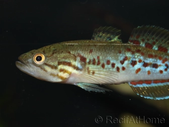 Mogurnda adspersa (Australie)