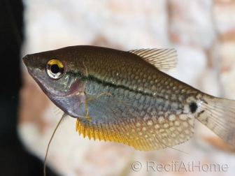 Gouramis - Trichogaster leeri taille S (Asie)