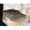 Gouramis - Trichogaster leeri taille S (Asie)