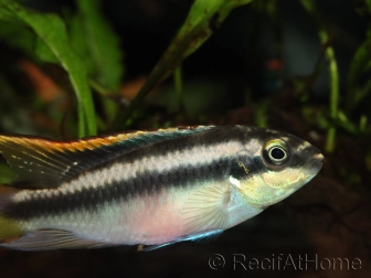 Pelvicachromis pulcher (Afrique)