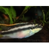 Pelvicachromis pulcher (Afrique)