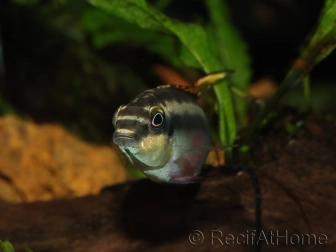 Pelvicachromis pulcher (Afrique)