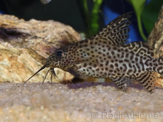 Synodontis à nageoires ornées - Synodontis eupterus