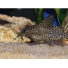 Synodontis à nageoires ornées - Synodontis eupterus