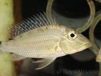 Geophagus jurupari (Amérique du Sud)