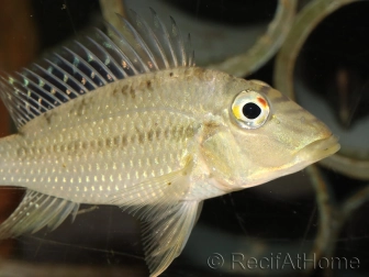 Geophagus jurupari (Amérique du Sud)