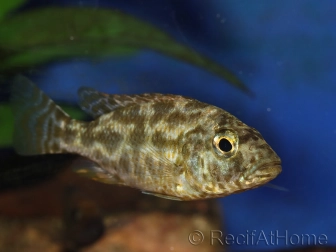 Nimbochromis polystigma (Malawi)