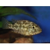 Nimbochromis polystigma (Malawi)