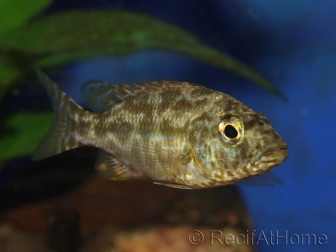 Nimbochromis polystigma (Malawi)