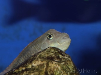 Steatocranus casuarius (Afrique)