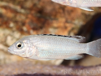 Labido blanc - Labidochromis caeruleus - 5-6cm (Afrique - Lac malawi)