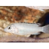 Labido blanc - Labidochromis caeruleus - 5-6cm (Afrique - Lac malawi)