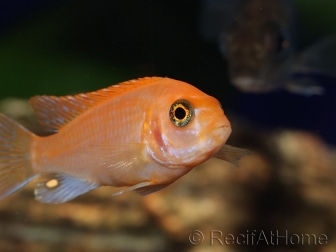 Labido  - Labidochromis sunflower red  - 5-6cm (Afrique - Lac malawi)