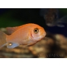 Labido  - Labidochromis sunflower red  - 5-6cm (Afrique - Lac malawi)