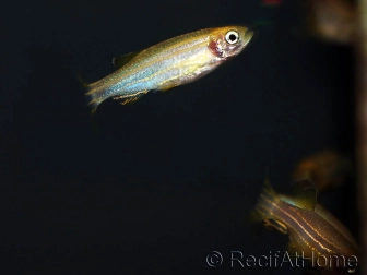 Poisson zèbre - Danio rerio gold (Asie)