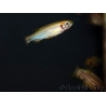 Poisson zèbre - Danio rerio gold (Asie)