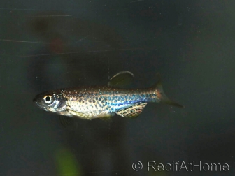 Poisson zèbre - Danio rerio frankei (Asie)