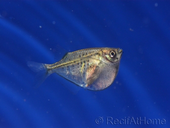 Poisson hachette poivré - Carnegiella marthae