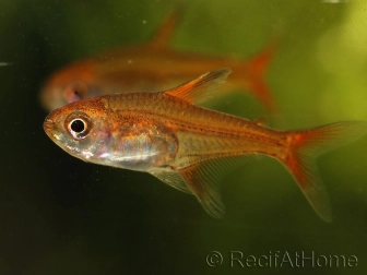  Tetra amande etincelle -hyphessobrycon amandae (Amérique du Sud) 