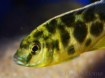 Nimbochromis venustus 12 cm - Nimbochromis venustus (Malawi)