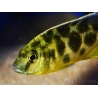 Nimbochromis venustus 12 cm - Nimbochromis venustus (Malawi)