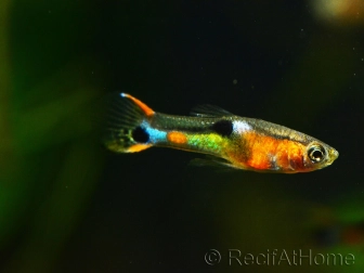 Guppy endler mâle - Poecilia wingei (Amérique du Sud)