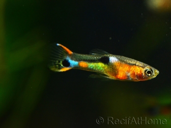 Guppy endler mâle - Poecilia wingei (Amérique du Sud)