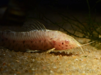 Hoplosternum thoracatum albinos (Amérique du Sud)