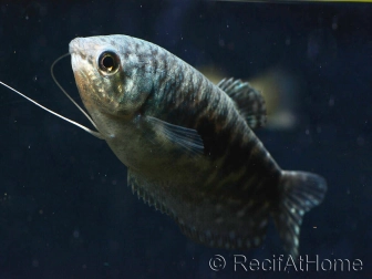 Gourami Cosby - Trichogaster cosby (Asie)