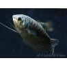 Gourami Cosby - Trichogaster cosby (Asie)