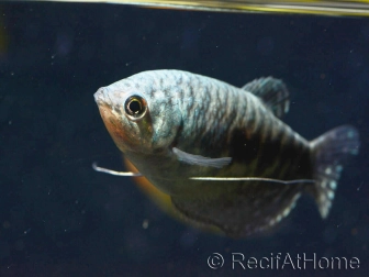 Gourami Cosby - Trichogaster cosby (Asie)