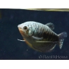 Gourami Cosby - Trichogaster cosby (Asie)