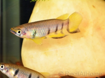 Epiplatys dageti (Afrique)