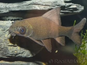 Labeo chrysophekadion