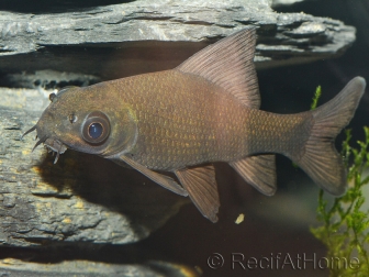 Labeo chrysophekadion