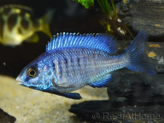 Placidochromis phenochilus mdoka (Lac malawi)