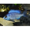 Placidochromis phenochilus mdoka (Lac malawi)