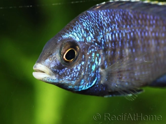 Placidochromis phenochilus mdoka (Lac malawi)