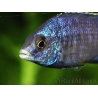 Placidochromis phenochilus mdoka (Lac malawi)