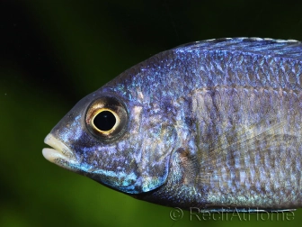 Placidochromis phenochilus mdoka (Lac malawi)