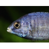 Placidochromis phenochilus mdoka (Lac malawi)