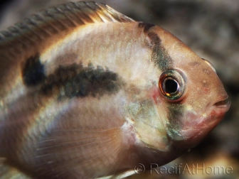 Cleithracara "Aequidens" maronii (Amérique du Sud)