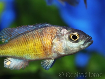 Haplochromis sp. CH44 (Lac Victoria)