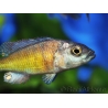 Haplochromis sp. CH44 (Lac Victoria)