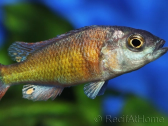 Haplochromis sp. CH44 (Lac Victoria)