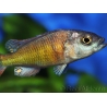 Haplochromis sp. CH44 (Lac Victoria)