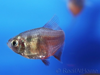 Tétra de Rio - Hyphessobrycon flammeus (Amérique du sud)