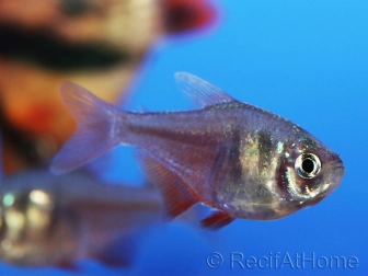 Tétra de Rio - Hyphessobrycon flammeus (Amérique du sud)