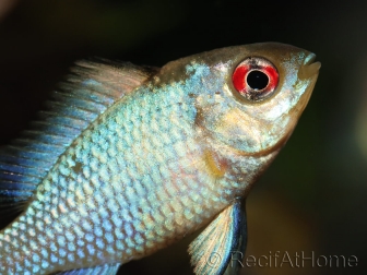 Ramirezi - Mikrogeophagus ramirezi electric blue  (Amérique du Sud)